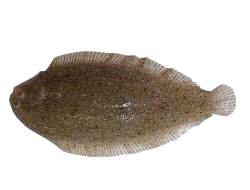 Solefish