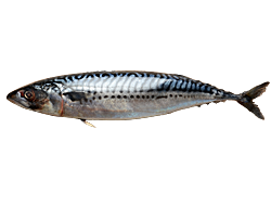 Mackerel