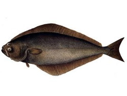 Halibut