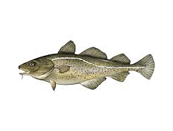 Codfish