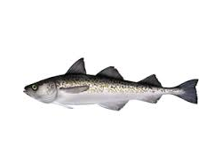 pollock fish