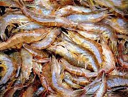 Shrimp