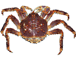 King Crab
